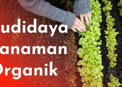 Inovasi Teknologi Sederhana untuk Meningkatkan Produktivitas Budidaya Tanaman Pangan Organik di Desa