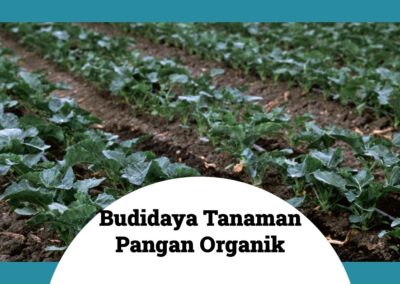 Tips Memilih Varietas Tanaman Pangan Organik yang Cocok untuk Budidaya di Desa